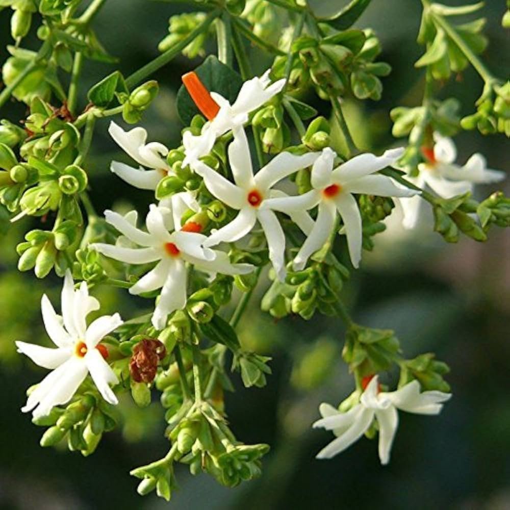 Night-blooming Jasmine